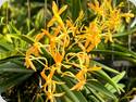 Vanda Twinkle